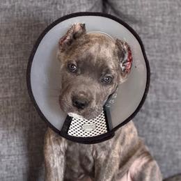 Bruce - Gray brindle male Cane Corso puppy in Compton, California from Urban League Cane Corso