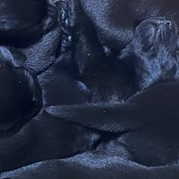 Jelly Bean-wine red collar - Black Labrador Retriever puppy in Springfield, Missouri from Kellner Labradors