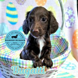 BUGATTI - Chocolate male Dachshund puppy in Columbia, Louisiana from Diamond 5R Ranch AKC & CKC Miniature Dachshunds