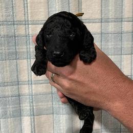 Wren - Silver female Poodle puppy in Detroit Lakes, Minnesota from Pickerel Pups