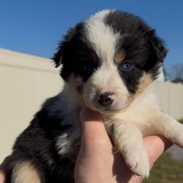 Girl 1 - Blue merle female Miniature Australian Shepherd puppy in Murfreesboro, Tennessee from Norby's Mini Aussies