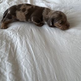 Dachshund Puppies from Twinkle Dachs