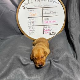 Scout - red collar - Yellow male Labrador Retriever puppy in Troy, South Carolina from Wicked Flyer Retrievers