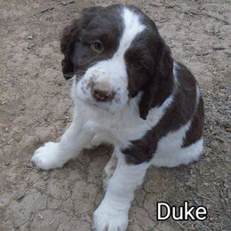 English Springer Spaniel Puppies from Leandra's English Springer Spaniels