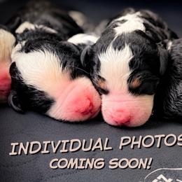 Astrid - Tri-color female Bernedoodle puppy in Tipton, Indiana from Country Creek Doodles