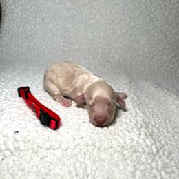 Sugar - Cream female Dachshund puppy in Stilwell, Oklahoma from Mountain Top Dachshunds
