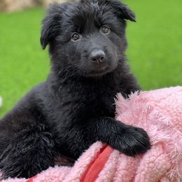 Girl 5 - German Shepherd puppy in Tamiami, Florida from Vom MontHaus