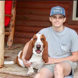 Daisy - Basset Hound