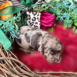 Blizzard - Merle male Cockapoo puppy in Delphos, Ohio from Route 66 Poodles & Doodles, Sapphire Shih-tzu's of Ohio