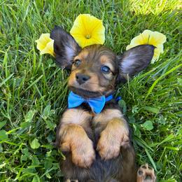 Gucci - Red male Dachshund puppy in Michigan from Hidden Haven Dachshunds