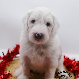 Colin Bridgerton - Blue merle and white male Sheepadoodle puppy in Edmond, Oklahoma from Rock N Roll Doodles