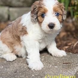 Cardigan - Red merle female Aussiedoodle puppy in Henry, Illinois from Rowe Farms Doodles
