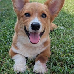 Bear (Blue Collar) - Red male Pembroke Welsh Corgi puppy in Tonkawa, Oklahoma from Oaken Ridge Corgis