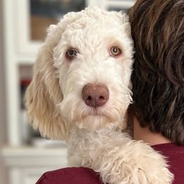 Marshmallow - Labradoodle puppy from The Dood Ranch
