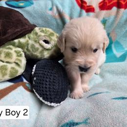 Lucy Boy 2 - Light golden male Golden Retriever puppy in Niles, Michigan from Composer Goldens