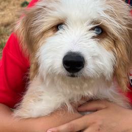 Porsche - Red female Bernedoodle puppy in Littleton, Colorado from Apex Ultra Doodles