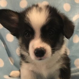 Boy 2 - Pembroke Welsh Corgi puppy in Decatur, Illinois from Smilin Corgis