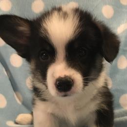 Boy 2 - Pembroke Welsh Corgi puppy in Decatur, Illinois from Smilin Corgis