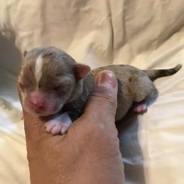 Chihuahua Puppies from Chilove Chihuahuas