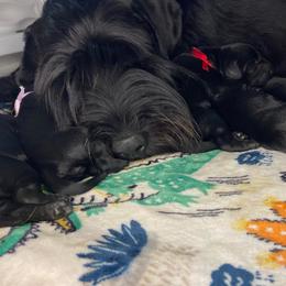 Standard Schnauzers from Jolanie Schnauzers