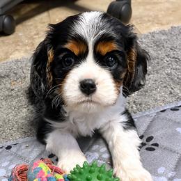 Cavalier King Charles Spaniel puppies from Island Breeze Cavaliers