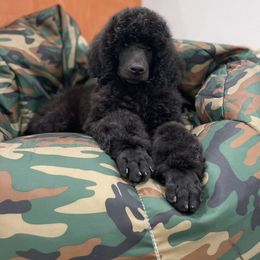Poodle Puppies from Enjoy Life Kennels