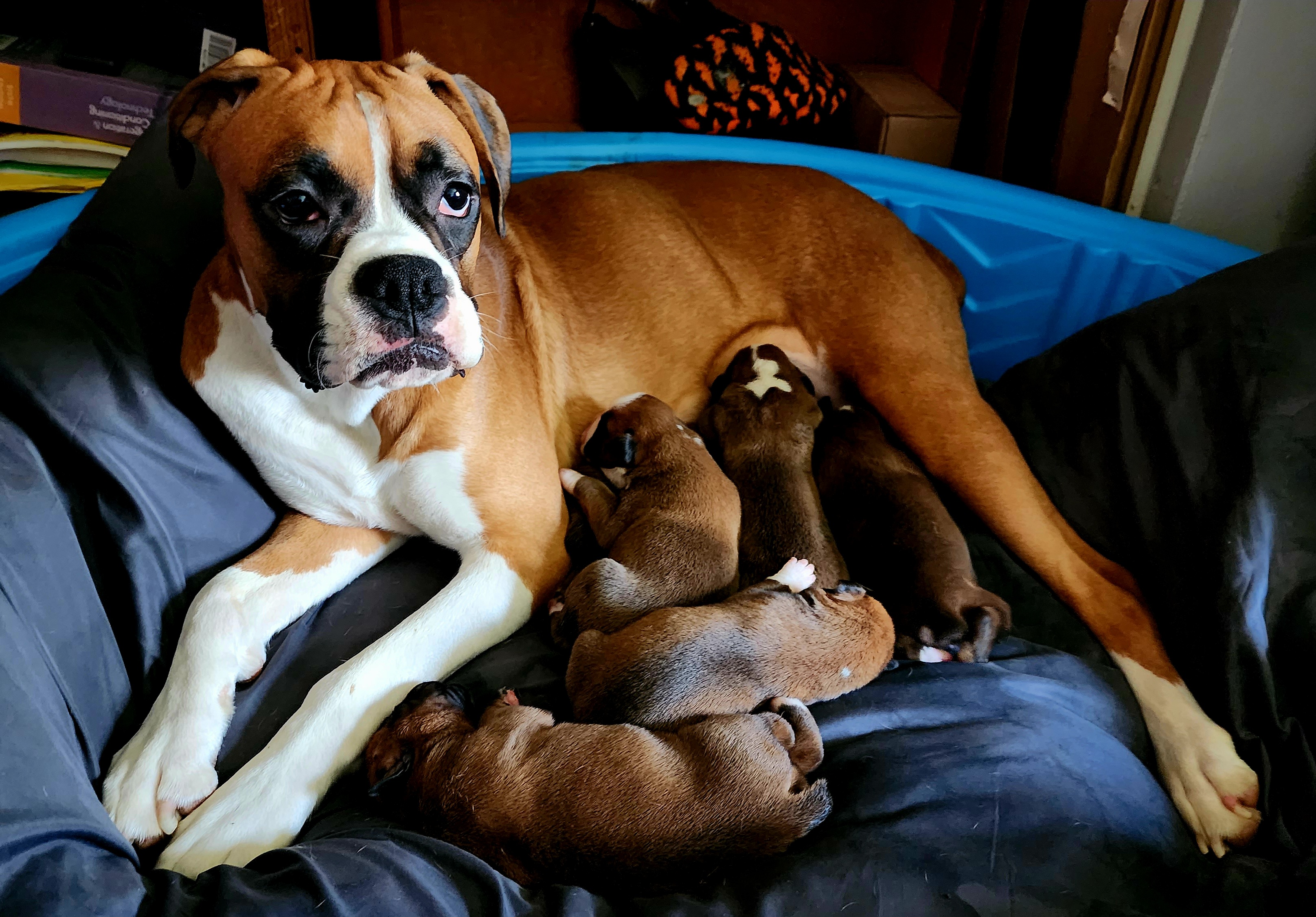 Ruby Doll - Boxer