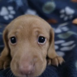 Shortcake - Cream female Dachshund puppy in Florida from Doxie Rugrats