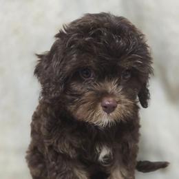 Ghirardelli - Chocolate male Cavapoo puppy in Decatur, Illinois from Petite Pups