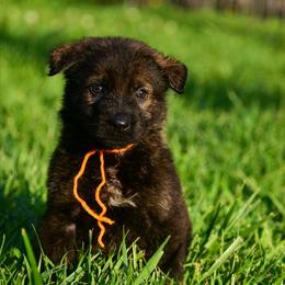 Orange girl - Sable female German Shepherd puppy in Clarkrange, Tennessee from Vom Wolff