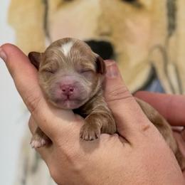 Girl 3 - Red  female Goldendoodle puppy in Wharton, Texas from Little Fur Friends