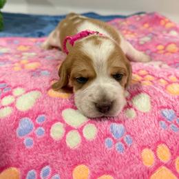 Pink Girl - Blue tan and white female Beagle puppy in New Tazewell, Tennessee from Sweet Warner Pugs & Beagles