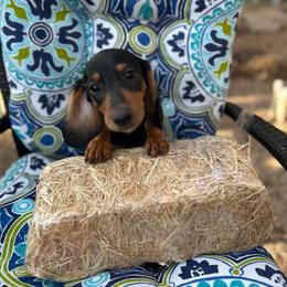 Draco - Black and tan male Dachshund puppy in San Antonio, Texas from Sunshine Sandra & Sweet Sausages