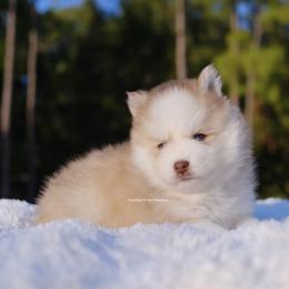 Phoenix - Red and white male Pomsky puppy in Loxahatchee, Florida from Cardinal Point Pomskies