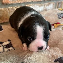 AKC Luna - Black brindle and white female Boston Terrier puppy in Imperial, Missouri from Boston Kup Breeders