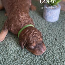 Clover Green Collar - Brown and white male Saint Berdoodle puppy in Paw Paw, Michigan from ProAct Canines
