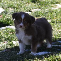 Stratus - Red tri-color male Miniature American Shepherd puppy in Tiskilwa, Illinois from First Harmony Farms