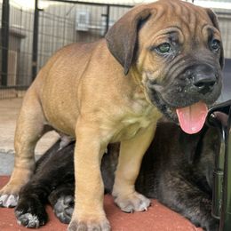 Nacho - Red male Cane Corso puppy in Dunnellon, Florida from High Royal Kennel