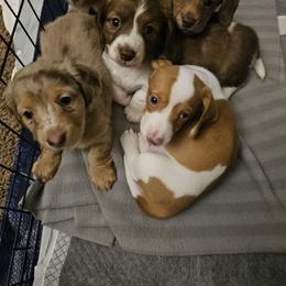 Dachshund Puppies from Dog Crick Daschunds