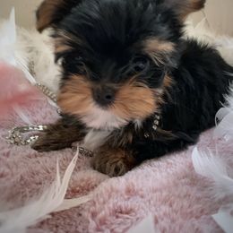 Yorkshire Terrier Puppies from Suzi Wilkerson