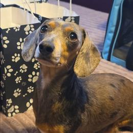 Remi - Dachshund