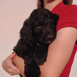 Ash - Black and white male Aussiedoodle puppy in Apache Junction, Arizona from Loving Doodle