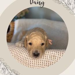 Daisy - Apricot female Goldendoodle puppy in Asheboro, North Carolina from Magnolia Farm Doodles