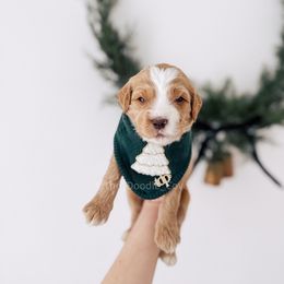 Drummer - 12 Days of Christmas - Apricot male Goldendoodle puppy in Syracuse, Indiana from The Doodle Cove