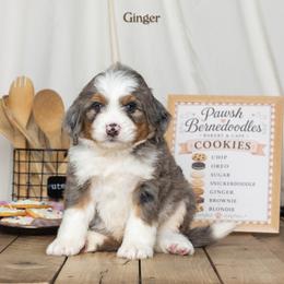 Ginger - Blue merle male Bernedoodle puppy in St Joe, Indiana from Pawsh Bernedoodles
