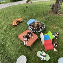 Boxer Puppies from Raynen Boxers, LLC