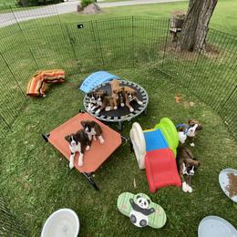 Boxer Puppies from Raynen Boxers, LLC
