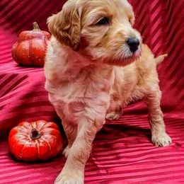 Labradoodle Puppies from 101 Labradoodles