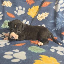 Mantle Male D - Mantle male Great Dane puppy in Golconda, Illinois from Breken Great Danes