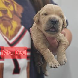 Ms. Red - Light golden female Golden Retriever puppy in Mocksville, North Carolina from Hunting Creek Kennels & Farm
